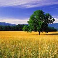 No Pesky Sales Calls