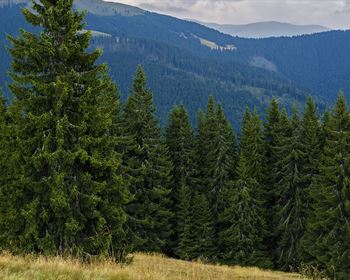 Absentee Land Ownership: A Cautionary Tale