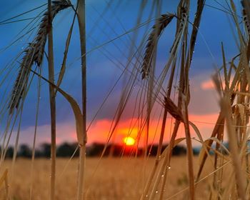 Dove Hunting Success: 7 Tips for Improvement
