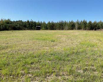 Great Timber Investment with Recreational Opportunities