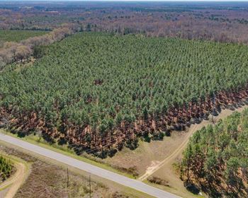 Homestead Property Stacked with Longleaf Timber