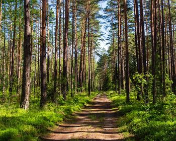 How Do Rising Energy Prices Affect Timberland Investments and the Forest Products Industry?