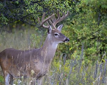 Ingredients that Make a Good Hunting Property