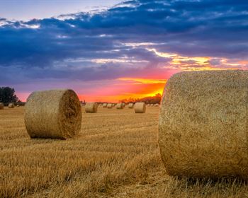 Millionaire Athletes Highlight Solid Investment in Agriculture