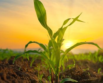 Pulse: Americans Have Mixed Views of AI’s Impact on the Future of Farming