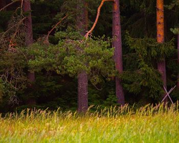 Pulse: Buyers Give Strong Consideration to Timber Value on Recreational Tracts