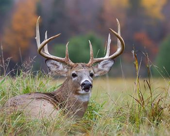 Sharing a Hunting Lease and Gear: 4 Tips for Best Results