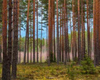 Should Land Agents Always Be Carrying a Firearm?