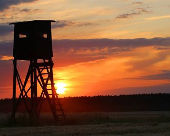 Tips for Buying Great Deer Hunting Land