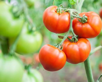 Welcoming Spring: Five Best Vegetables to Plant Now