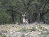 Ranch, Electric & Power, Low Down : Menard : Texas