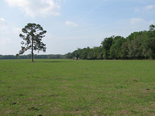 79 Ac for Residential or Light Ind : Dade City : Pasco County : Florida