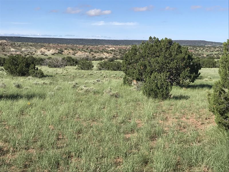 Arizona Wilderness Homestead : Saint Johns : Apache County : Arizona