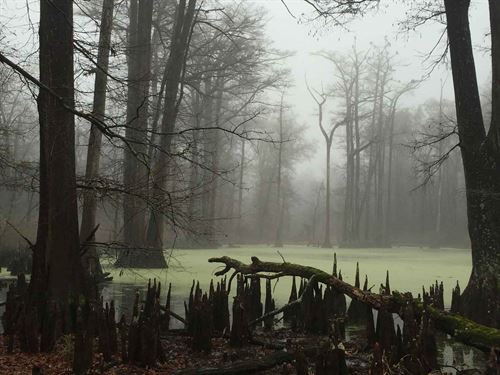 A Rare Island Property : Aliceville : Greene County : Alabama