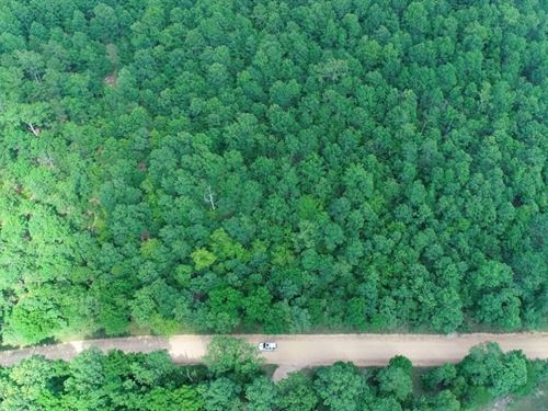 Acreage Bordering National Forest : Birch Tree : Shannon County : Missouri