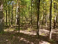 Huge Rec Land in The Ozarks : Seymour : Webster County : Missouri