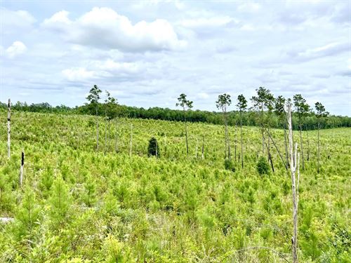 54 Acres in Chilton County, AL : Maplesville : Chilton County : Alabama