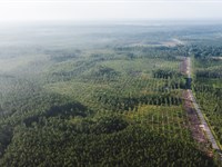 Lot 2, Stave Branch, Hilliard : Hilliard : Nassau County : Florida