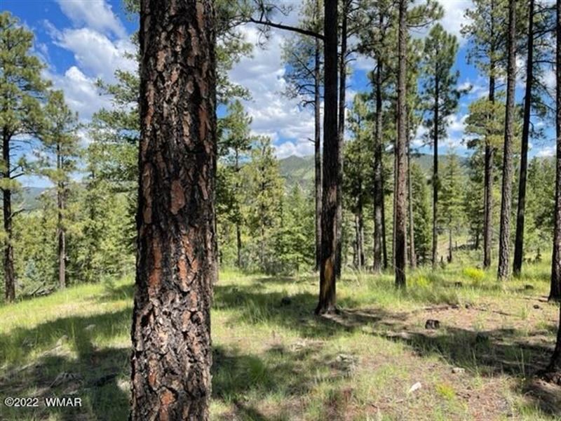 Forested High Country Retreat : Nutrioso : Apache County : Arizona