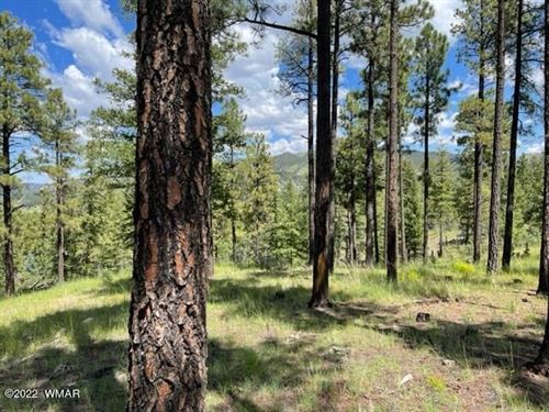 Forested High Country Retreat : Nutrioso : Apache County : Arizona