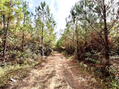78 Acres of Pine Plantation : Plantersville : Chilton County : Alabama