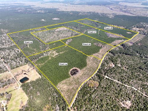 59 Acres, T-15 Spurger Pines North : Spurger : Tyler County : Texas
