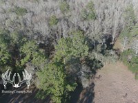 272 Acres M/L, Lafayette County, FL : Cooks Hammock : Lafayette County : Florida