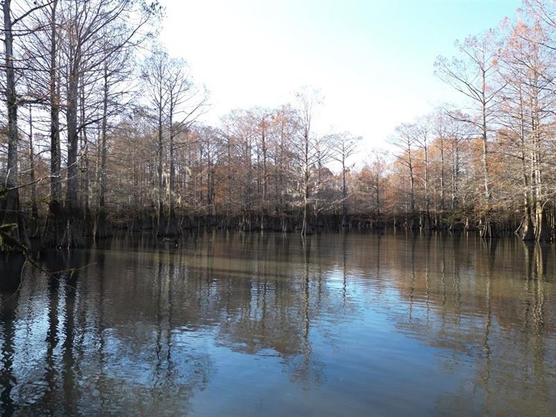 Hunting & Recreational Land for Sal : Bogalusa : Washington Parish : Louisiana