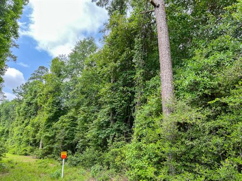 Seller Financing, 52 Acres, FM 2937 : Silsbee : Hardin County : Texas