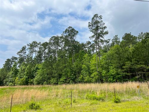 47 Acres, Cravens Camp Rd D-2 : Silsbee : Hardin County : Texas