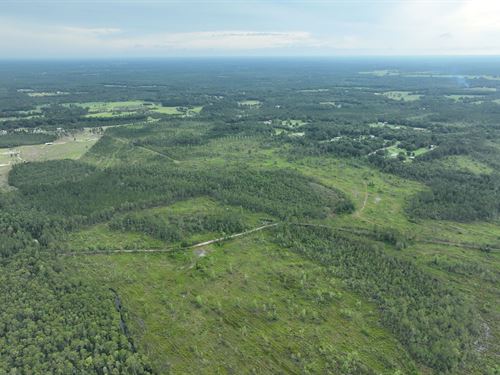 Baker County Transitional Timber : Sanderson : Baker County : Florida