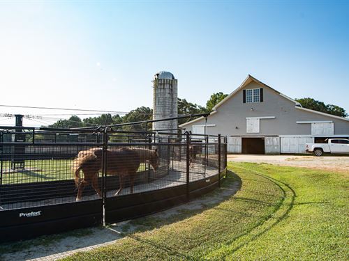 Durham County Horse And Cattle Farm : Rougemont : Durham County : North Carolina
