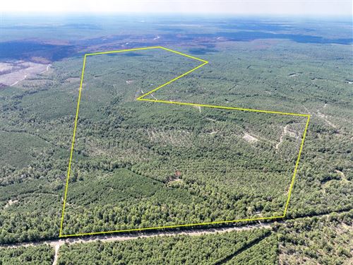 613 Acres, FM 247 T-7 : Huntsville : Walker County : Texas