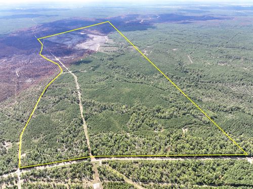 466 Acres, FM 247 T-8 : Huntsville : Walker County : Texas