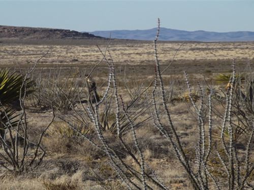 Buy 1 Get 1 20 Ac Property Half Off : Sierra Blance : Hudspeth County : Texas