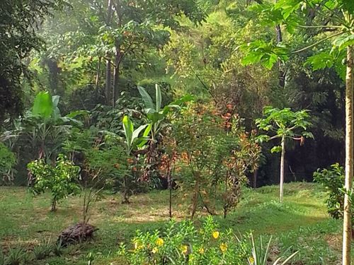 Beautiful Ecological Farm : Turrubares : Costa Rica
