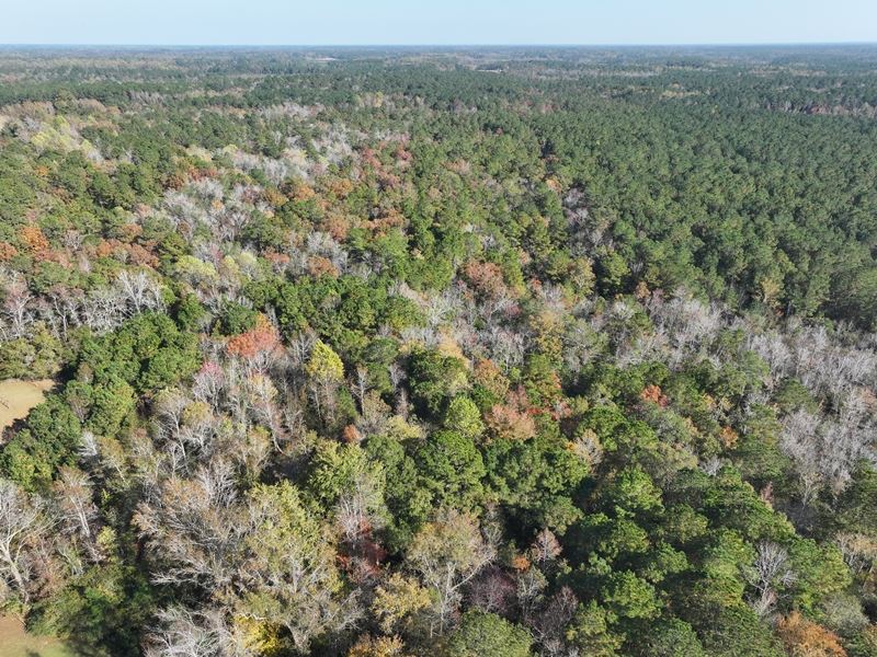 Private Residential Acreage : Whiteville : Columbus County : North Carolina
