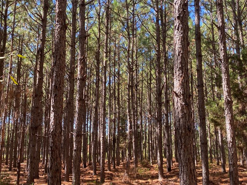 Ferry Lake Prospect : Tifton : Tift County : Georgia