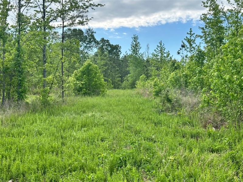 23.20 Wooded Acres, Bartow County : Taylorsville : Bartow County : Georgia