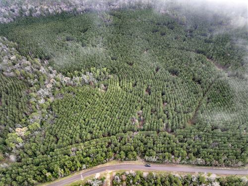 32 Acres, T-16 CR 2140 : Wheeler Springs : Houston County : Texas