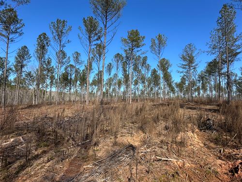 226 Acre Investment Property : Covington : Newton County : Georgia