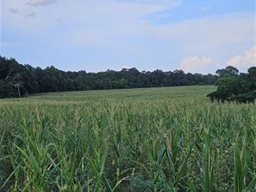 Beautiful Farm with Paved Frontage : Opp : Covington County : Alabama