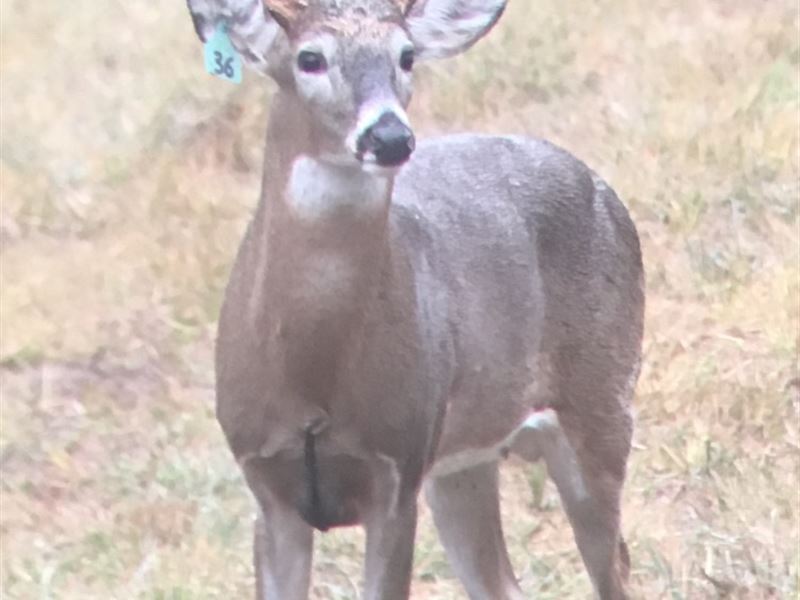 La, Richland 360 ac : Mangham : Richland Parish : Louisiana