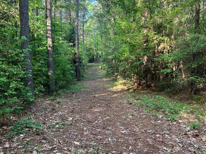Jackson Parish Timber Tract 3 : Eros : Jackson Parish : Louisiana