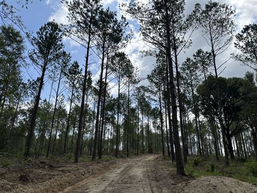 Burn Branch Tract, 90 Acres : Andalusia : Covington County : Alabama