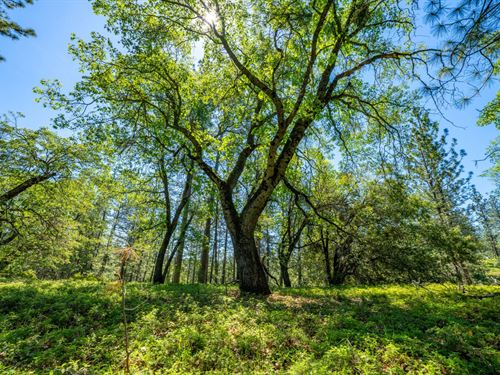 Ashland Creek Ranch : Pioneer : Amador County : California