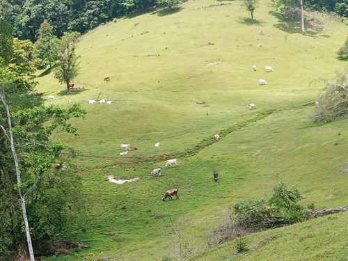 Beautiful Mountain Estate : Heredia Sarapiqui : Costa Rica