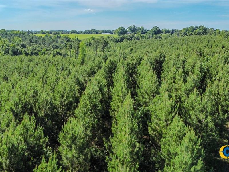 Spring Tract : Buena Vista : Marion County : Georgia