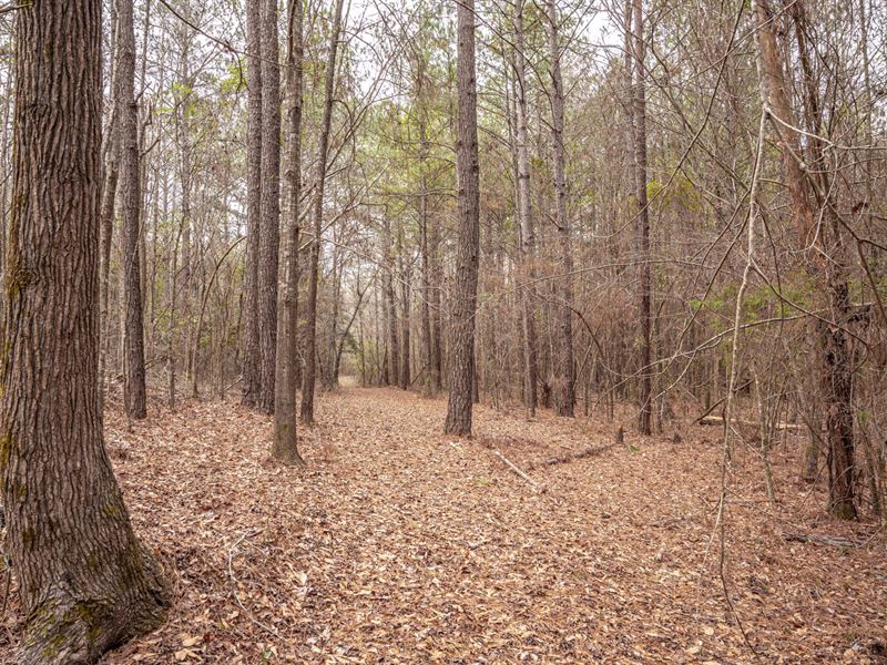 Hunting Land with Mature Timber : Carthage : Leake County : Mississippi