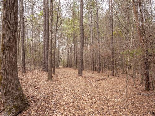 Hunting Land With Mature Timber : Carthage : Leake County : Mississippi